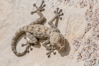 Геккон вееропалый